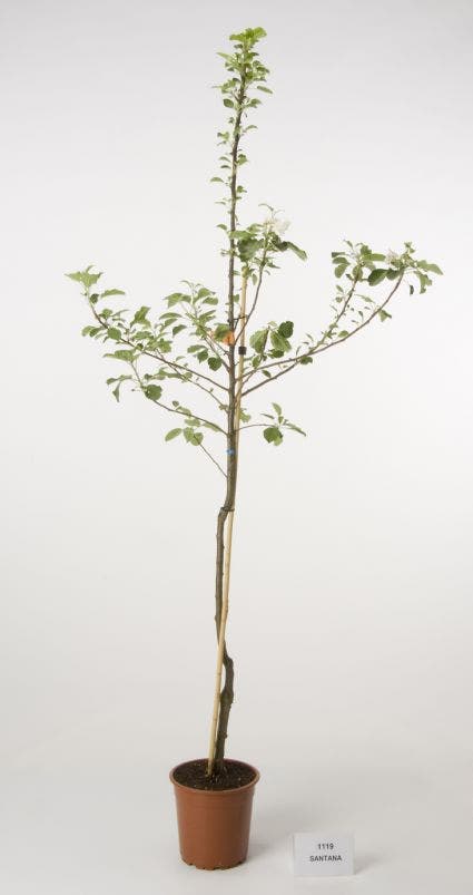  Appelboom (Malus Domestica 'Santana')