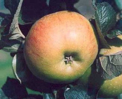  Appelboom (Malus Domestica 'Bramley Seedling')