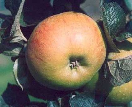  Appelboom (Malus Domestica 'Bramley Seedling')