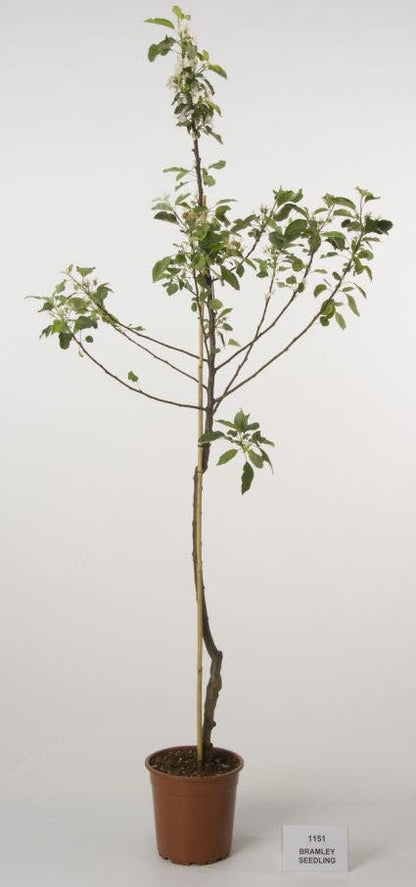  Appelboom (Malus Domestica 'Bramley Seedling')