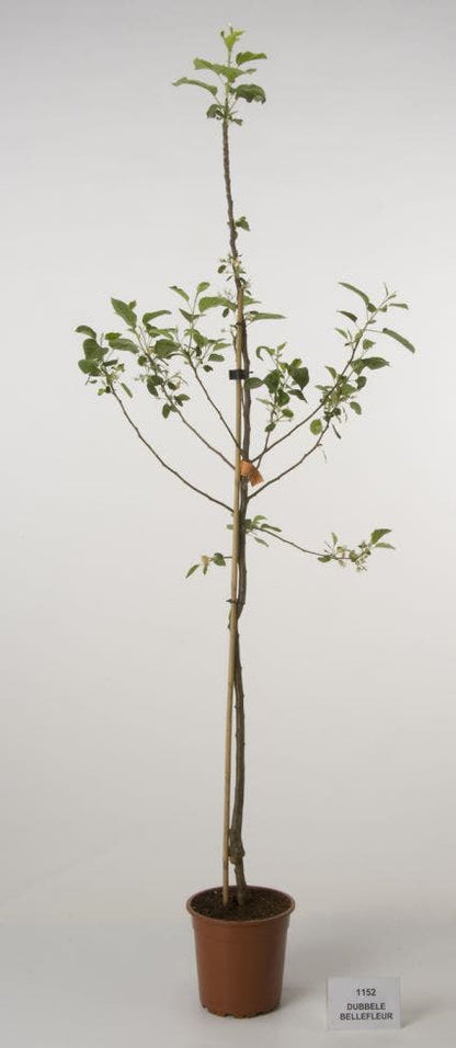  Appelboom (Malus Domestica 'Dubbele Bellefleur')