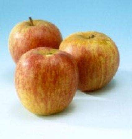  Lei-Appel (Malus Domestica 'Rode Dijkmanszoet')