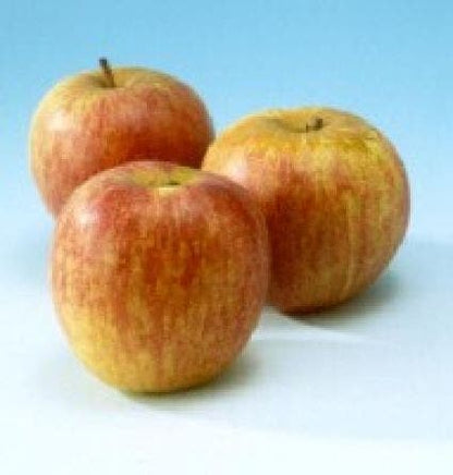  Appelboom (Malus Domestica 'Rode Dijkmanszoet')