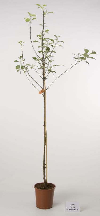  Appelboom (Malus Domestica 'Rode Dijkmanszoet')
