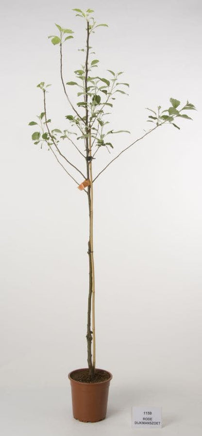  Appelboom (Malus Domestica 'Rode Dijkmanszoet')