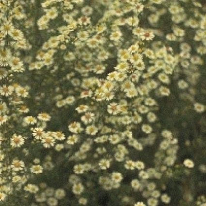  Aster (Aster Ericoides 'Golden Spray')