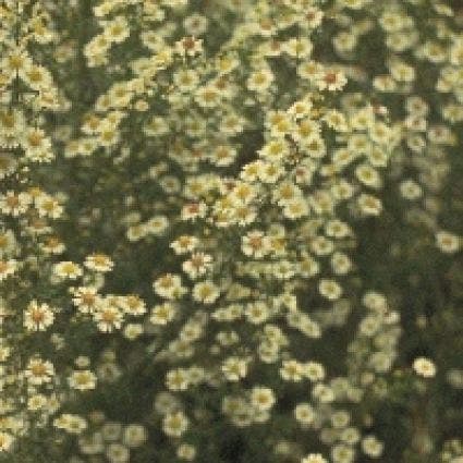  Aster (Aster Ericoides 'Golden Spray')