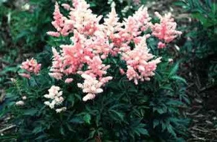  Spirea (Astilbe 'Mainz')