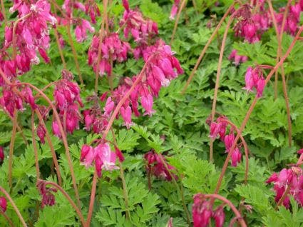  Gebroken Hartjes (Dicentra Formosa 'Luxuriant')
