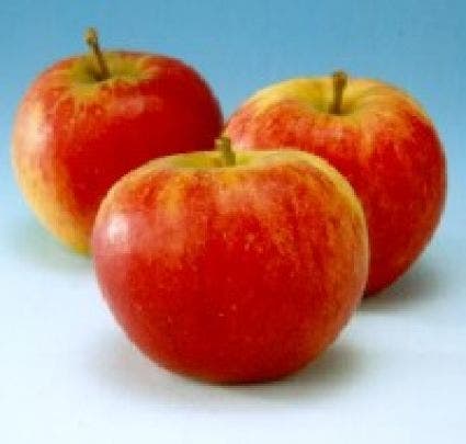  Appelboom (Malus Domestica 'Groninger Kroon')
