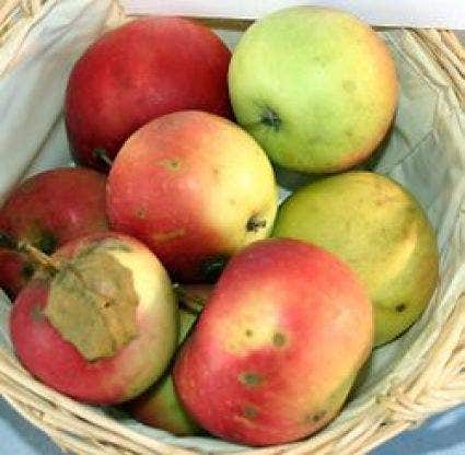 Lei-Appel (Malus Domestica 'Jonathan')