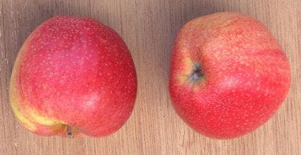  Appelboom (Malus Domestica 'Zoete Ermgaard')
