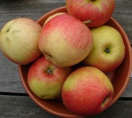  Appelboom (Malus Domestica 'Pinova')