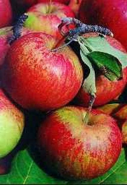  Lei-Appel (Malus Domestica 'Cox's Orange')