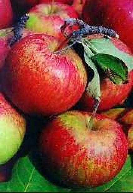  Lei-Appel (Malus Domestica 'Cox's Orange')