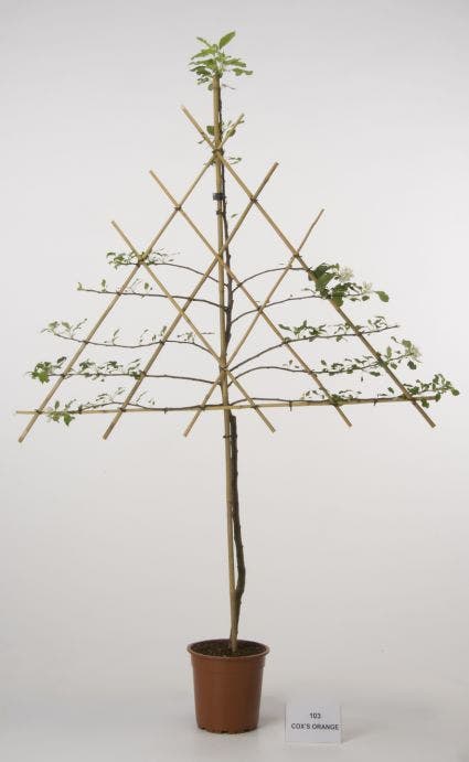  Lei-Appel (Malus Domestica 'Cox's Orange')