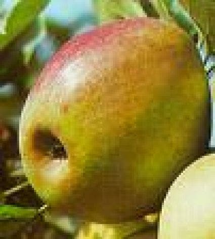  Lei-Appel (Malus Domestica 'Rode Boskoop')