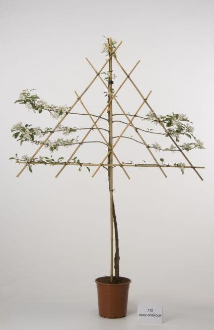  Lei-Appel (Malus Domestica 'Rode Boskoop')