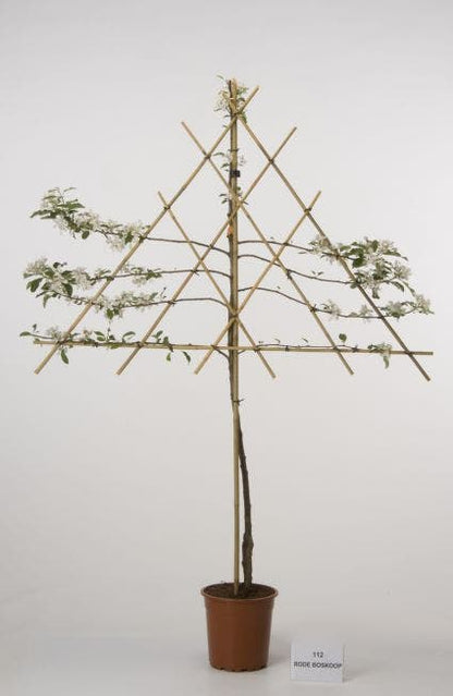  Lei-Appel (Malus Domestica 'Rode Boskoop')