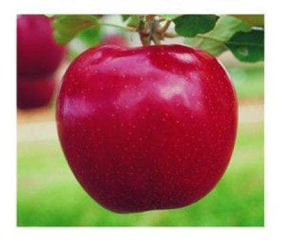  Appelboom (Malus Domestica 'Rode Jonagold')