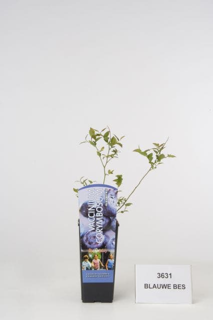  Bosbes (Vaccinium Corymbosum)