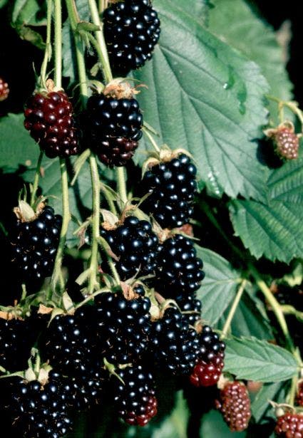  Braam (doornloos) (Rubus Fruticosus 'Thornfree')
