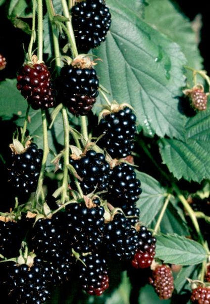  Braam (doornloos) (Rubus Fruticosus 'Thornfree')