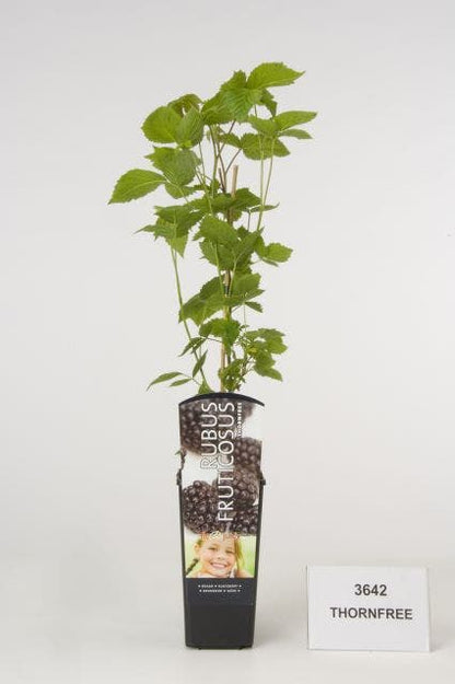  Braam (doornloos) (Rubus Fruticosus 'Thornfree')
