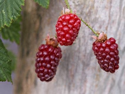  Taybes (Rubus 'Tayberry')