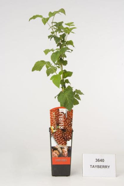  Taybes (Rubus 'Tayberry')