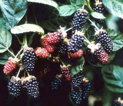  Braam (Rubus Fruticosa 'Chester Thornless')