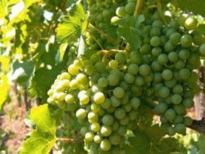  Witte Druif (Vitis 'Bianca')