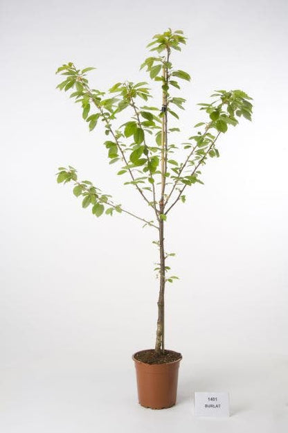  Kersenboom (Prunus Avium 'Hedelfinger Riesenkirsche')