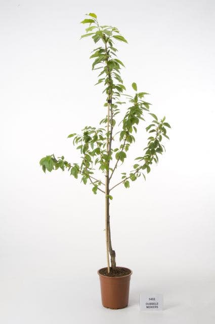  Kersenboom (Prunus Avium 'Hedelfinger Riesenkirsche')