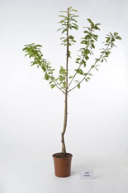  Kersenboom (Prunus Avium 'Hedelfinger Riesenkirsche')