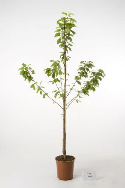 Kersenboom (Prunus Avium 'Hedelfinger Riesenkirsche')