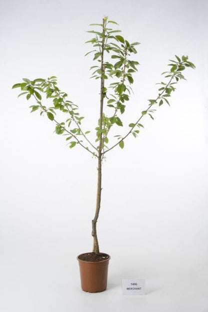  Kersenboom (Prunus Avium 'Merchant')