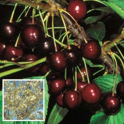  Kersenboom (Prunus Avium 'Stella')
