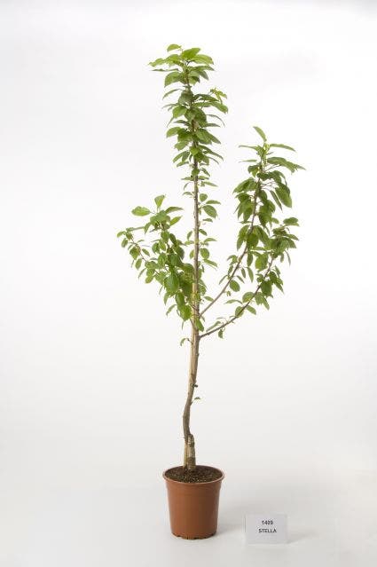  Kersenboom (Prunus Avium 'Hedelfinger Riesenkirsche')