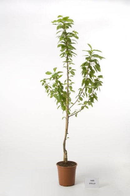  Kersenboom (Prunus Avium 'Hedelfinger Riesenkirsche')