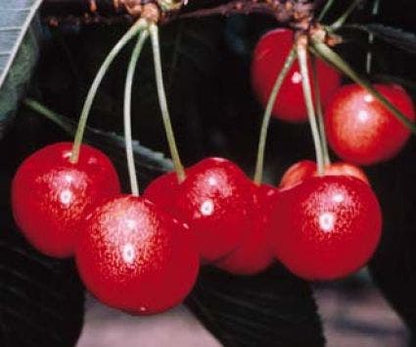  Kersenboom (Prunus Avium 'Sunburst')