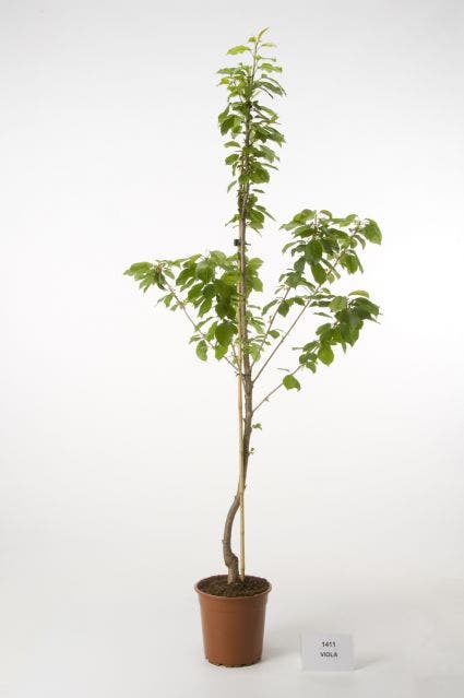  Kersenboom (Prunus Avium 'Viola')
