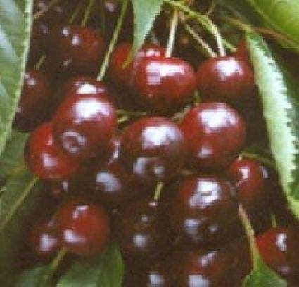  Lei-Kers (Prunus Avium 'Varikse Zwarte')