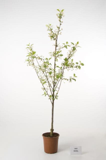  Zure Kers (Prunus Cerasus 'Morel')