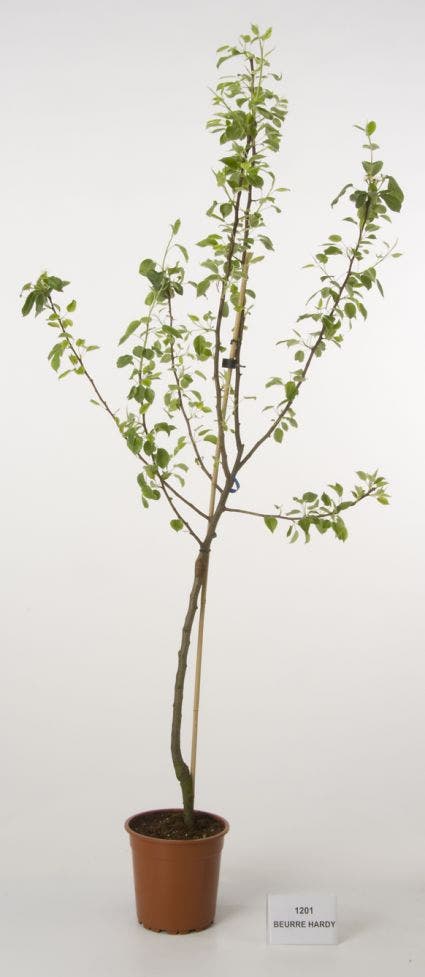  Perenboom (Pyrus Communis 'Beurre Hardy')