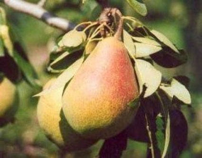  Perenboom (Pyrus Communis 'Clapp's Favourite')