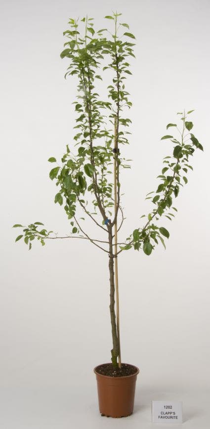  Perenboom (Pyrus Communis 'Clapp's Favourite')