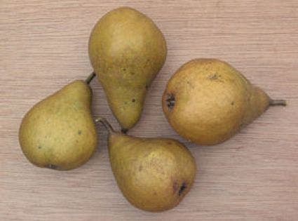  Perenboom (Pyrus Communis 'Gieser Wildeman')