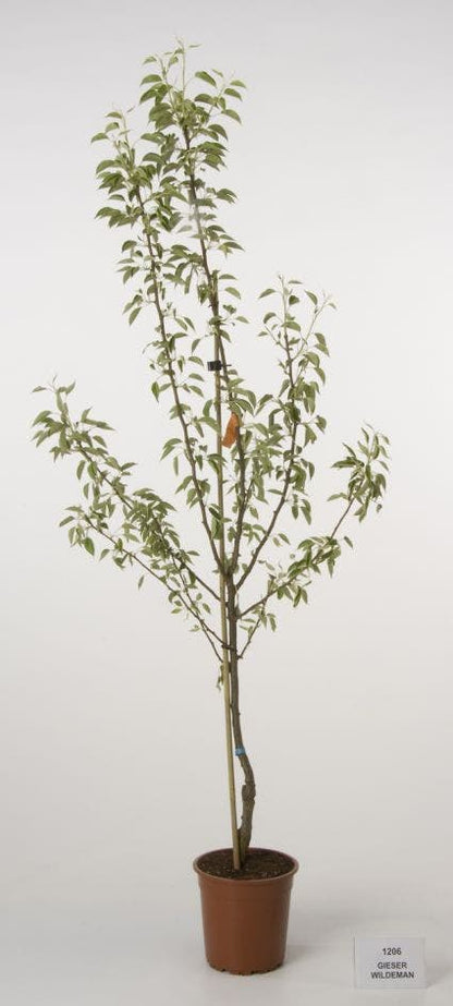  Perenboom (Pyrus Communis 'Gieser Wildeman')