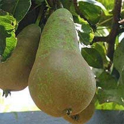  Lei-peer (Pyrus Communis 'Conference')